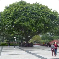 Large tree at People’s Square with many people gathered beneath it, showing its scale