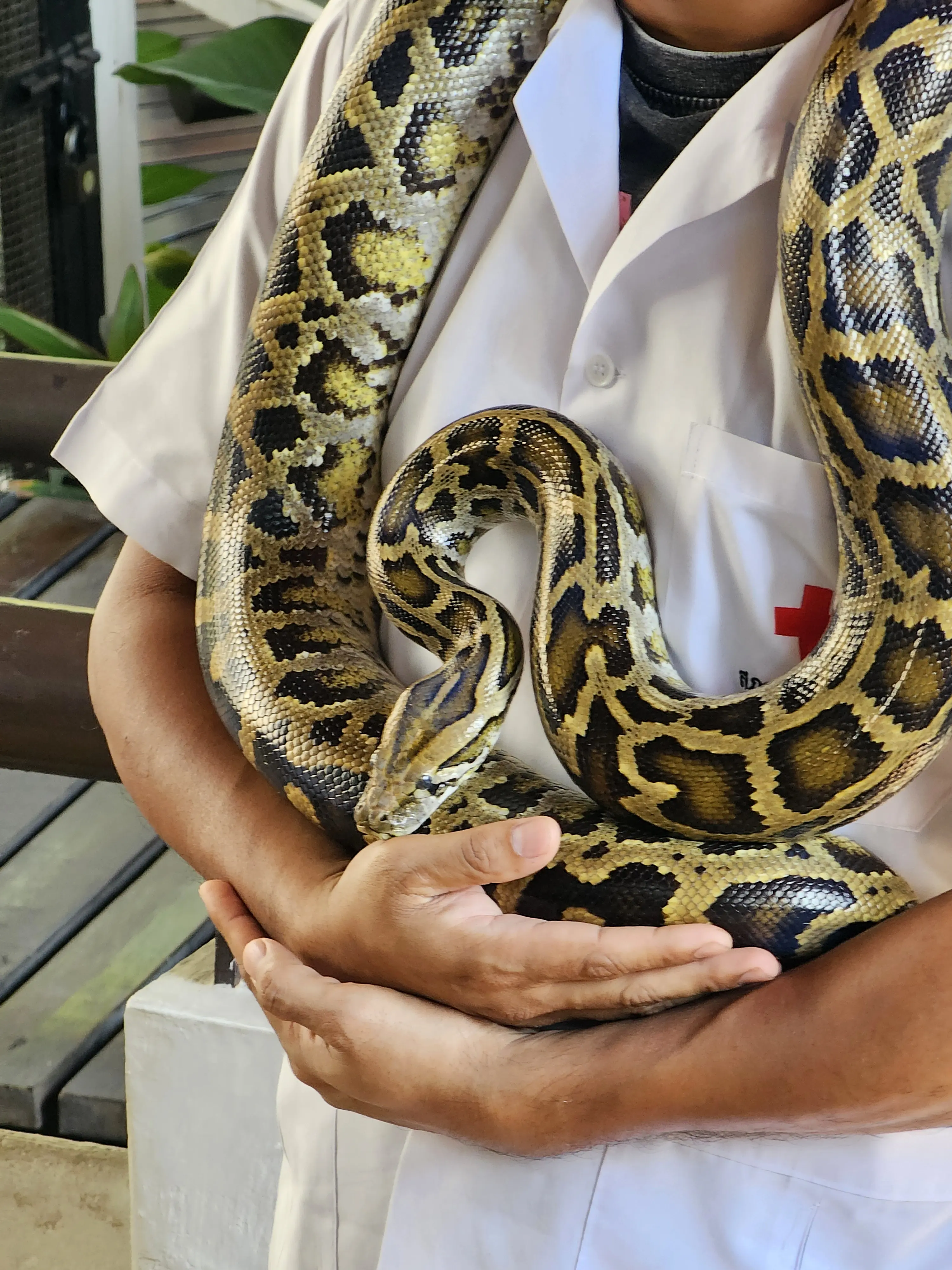 Burmese python