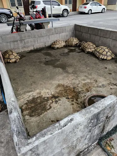 Giant tortoises face