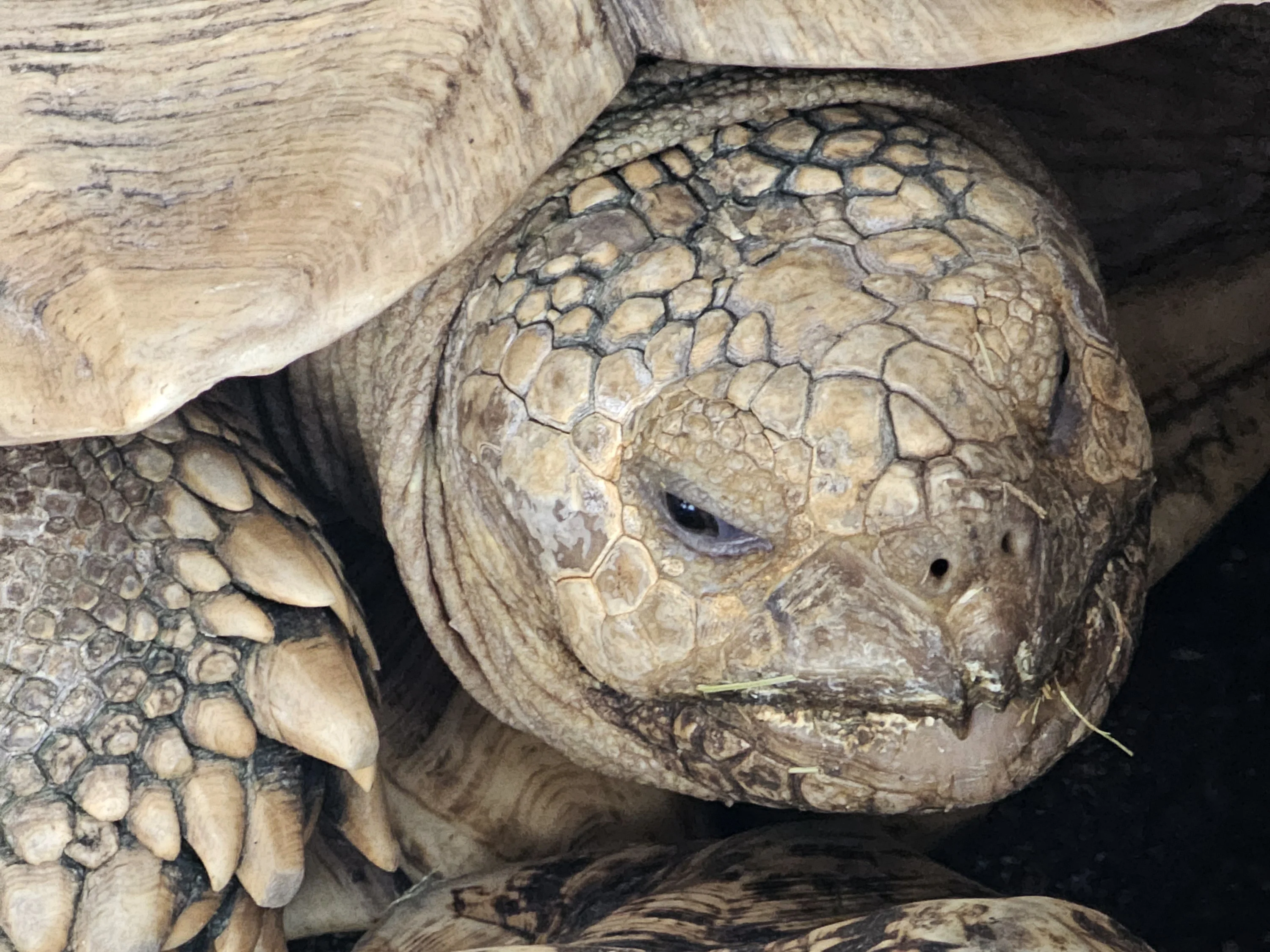 Close-up of a giant tortoise’s face