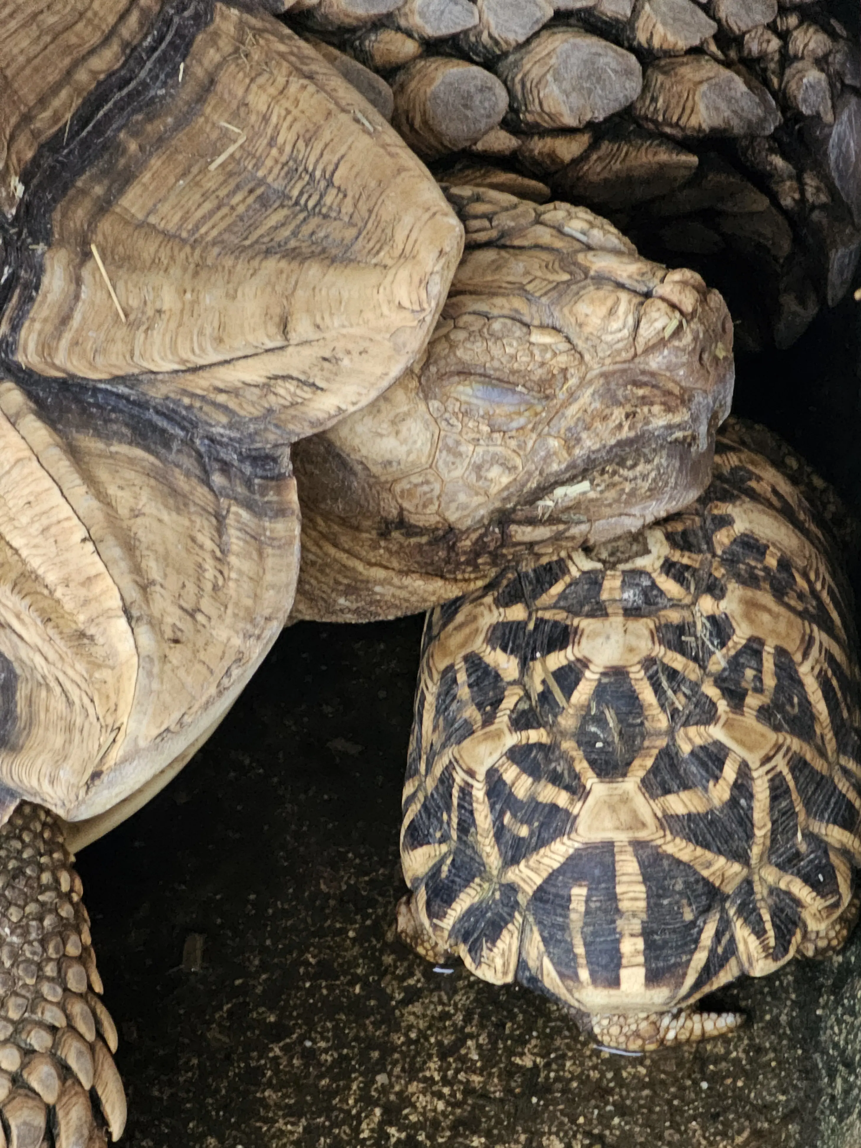 Adult giant tortoise with a baby tortoise beside it
