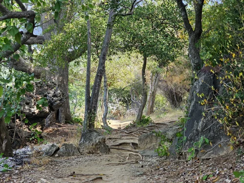 Short public walking trail through coastal forest at Khao Ta Mong Lai Forest Park