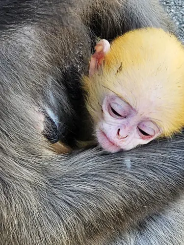 Dusky Leaf monkey with orange baby