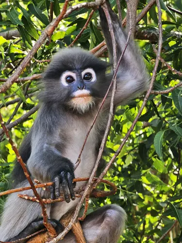 Dusky Leaf Monkey