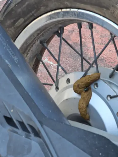 Dusky Leaf money left a huge pile of feces behind.