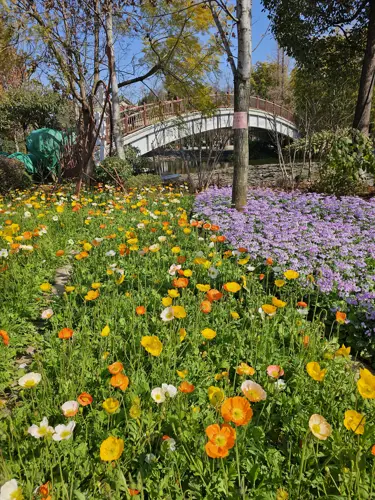 Colorful flowerbeds in bloom at Daguan Park with an arched white bridge in the background.